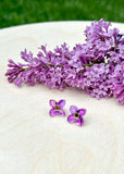 Lilac Stud - Hand Painted - Spring Blooms Acrylic Earrings